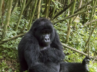 卢旺达火山国家公园