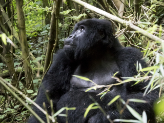卢旺达火山国家公园