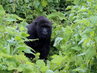 卢旺达火山国家公园
