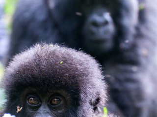 卢旺达火山国家公园