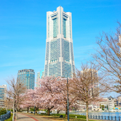 YOKOHAMA, JAPAN - APRIL 1: The cherry blossom trees in Yokohama Minato Mirai 21, Japan on April 1, 2013. They are a large urban development, and the central business district of Yokohama, Japan.