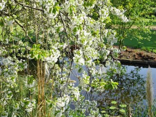 剑桥大学植物园
