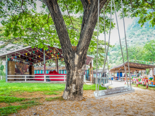 大树秋千