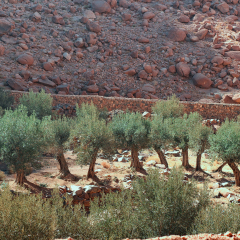 Olive trees in the garden of Saint Catherine's Monastery in South Sinai, Egypt