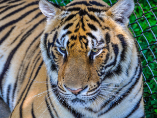 普吉岛老虎王国