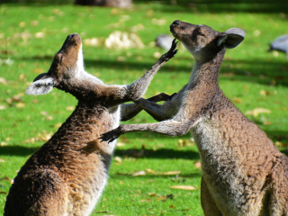 珀斯野生动物园