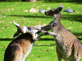 珀斯野生动物园