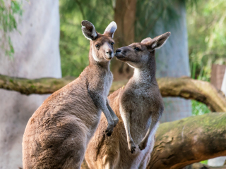 珀斯野生动物园