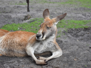 珀斯野生动物园