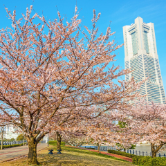 YOKOHAMA, JAPAN - APRIL 1: The row of cherry blossom trees in Yokohama MM21 Area, Japan on April 1, 2013. MM21 Area is a large urban development, and the central business district of Yokohama, Japan.