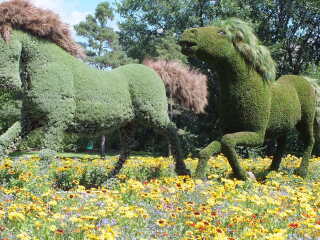 蒙特利尔植物园