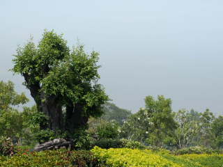 法兰克福棕榈树公园