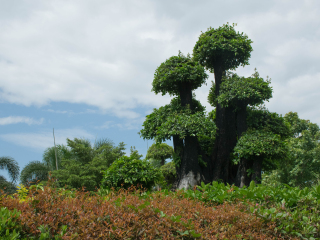 法兰克福棕榈树公园