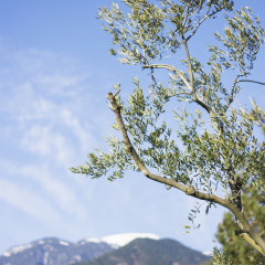 Olive tree on the lower slopes of Mt Olympus, Greece