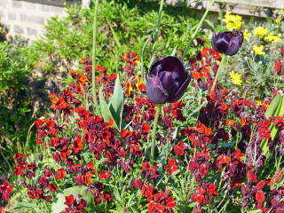 剑桥大学植物园