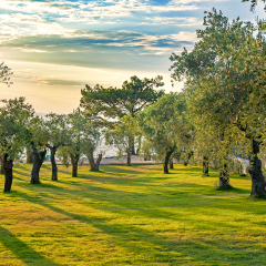 Olive tree orchard on Thasos island, Greece