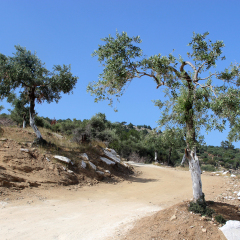 Olive Trees Plantation on Thasos Island, Greece