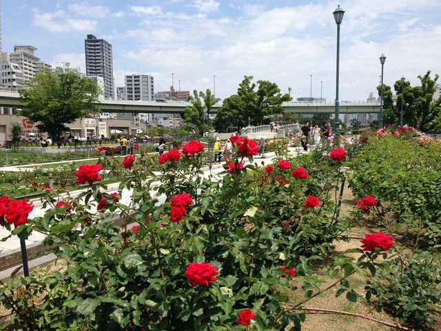 日本东京-富士山-京都-大阪6日游>深起港止,走遍日本网红景点,a线