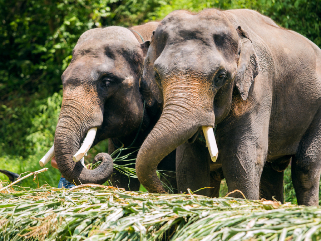  西双版纳 野象谷 傣族园双飞6日游>2人起订,一单一团,连住星级酒店