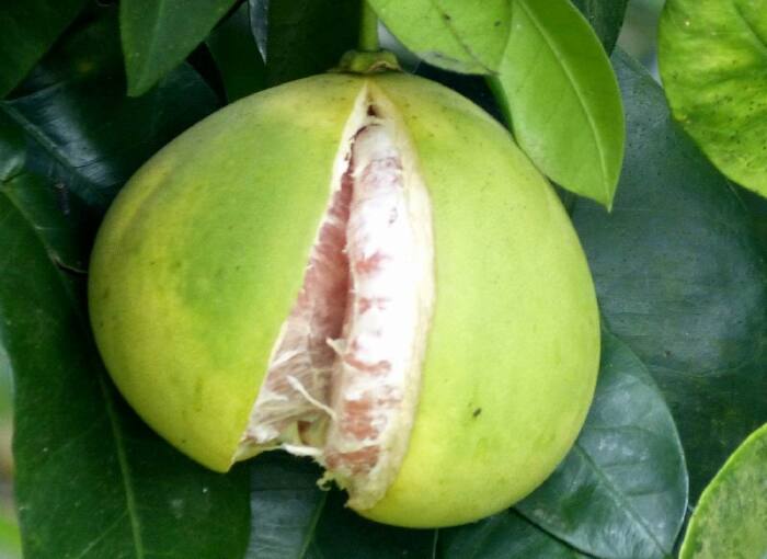 古榕群景区里有很多野生的柚子,有些成熟