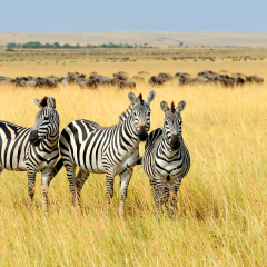 Zebra on grassland in Africa, National park of Kenya