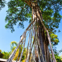 Giant banyan tree at Xishuangbanna, China