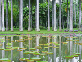 西双版纳热带植物园