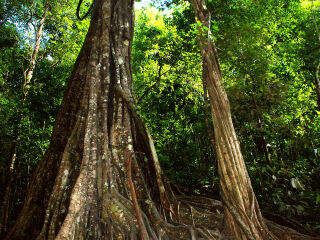 西双版纳热带植物园