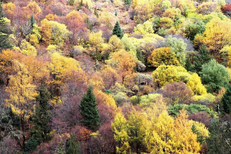 万花筒一般迷眼的高山密林里,有牛儿栖息其间.你能找到吗?