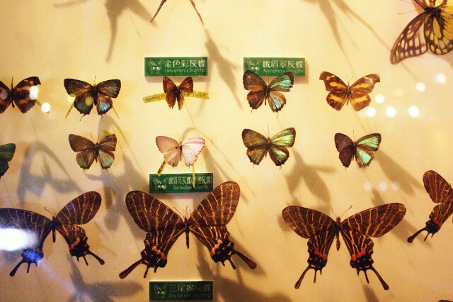 的蝴蝶展厅里展览着包括峨眉山独有亚种的枯叶蝶在内的上万种蝴蝶标本