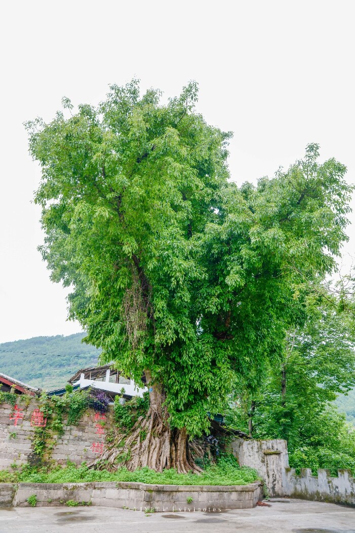 巴中|与川陕老区的回忆录