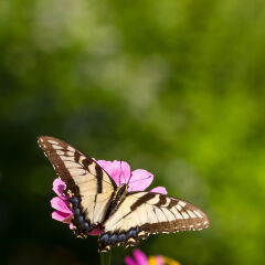 Tiger Swallowtail Butterfly