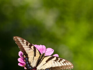 西双版纳蝴蝶园