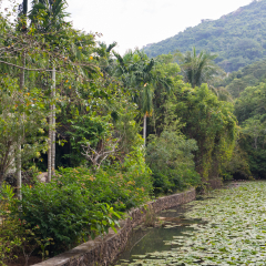 The shore of a quiet overgrown lake in the park of Yalong Bay Tropic Paradise Forest