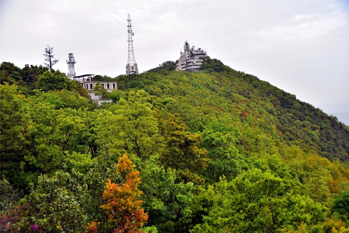 【首发】 #猎艳行动# 梧桐山,杜鹃花海