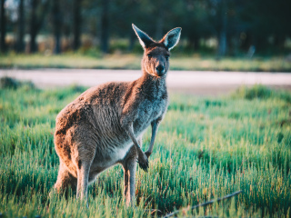 珀斯野生动物园