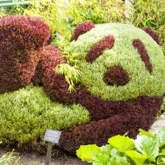 Calgary Canada Jun 14 20124:  Panda look - like garden were created to advertise the new Panda enclosure.  The Panda were to stay in Calgary zoo for 2 - 3  years.