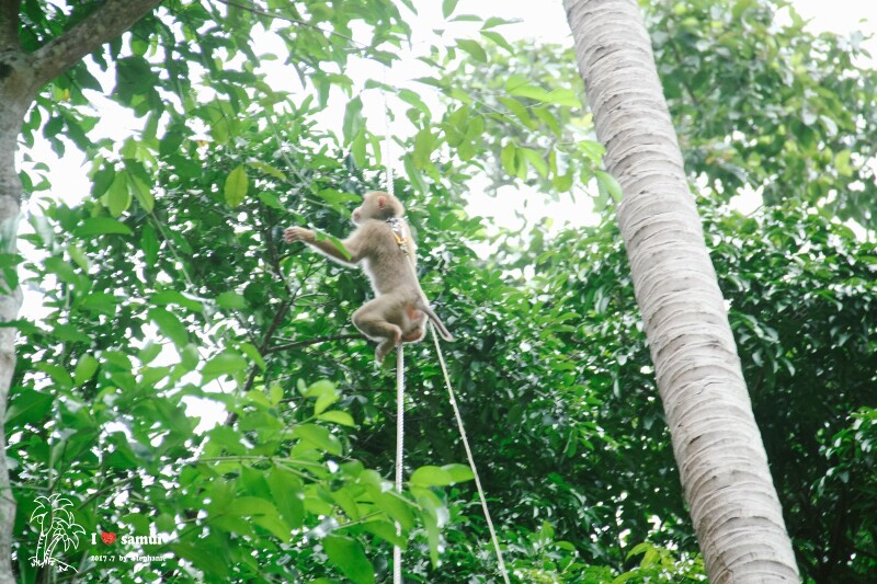 小猴子爬树摘椰子,爬的可快可高了,蹭蹭蹭的,加油,你是灵活的齐天大圣