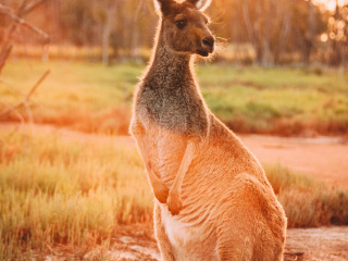 珀斯野生动物园