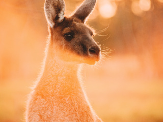 珀斯野生动物园