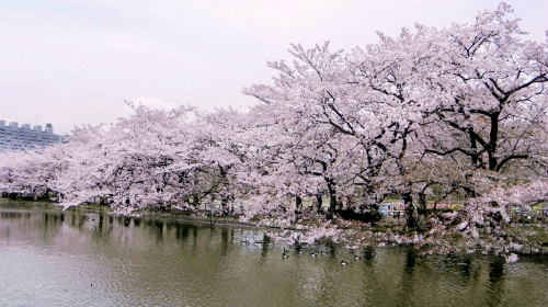 上海-日本四国九州本州连线9晚10日跟团游 东