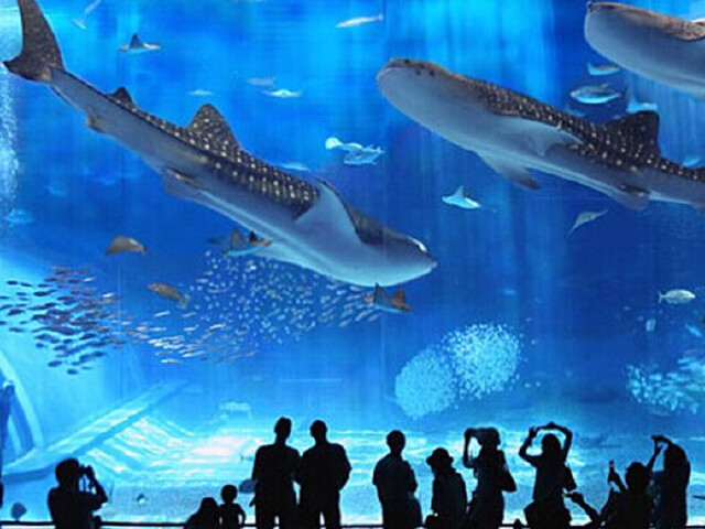 日本东京迪士尼一日门票 海洋公园二选一 Disn