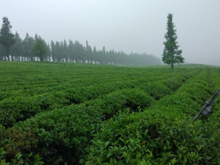 浙江义远有机农场