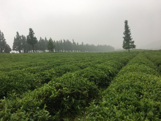 浙江义远有机农场