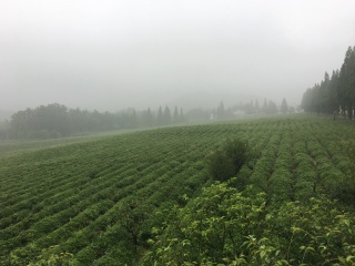浙江义远有机农场