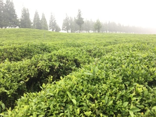 浙江义远有机农场