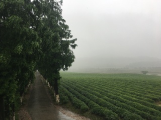 浙江义远有机农场