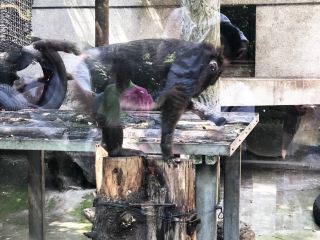 红山森林动物园