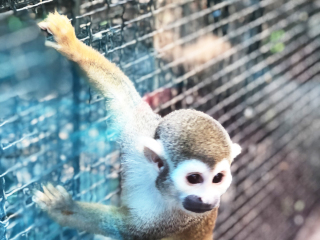 红山森林动物园