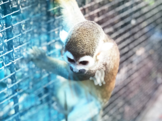 红山森林动物园